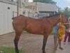 Localizan a “Lucero”: recuperan caballo reportado como robado en Mérida