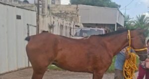 Localizan a “Lucero”: recuperan caballo reportado como robado en Mérida
