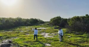Casi 400 elementos participan en megaoperativo contra desmonte ilegal en la Reserva de Celestún