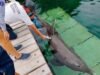 Nueve delfines de Ventura Park podrían ser sometidos a eutanasia; crece preocupación por su estado de salud