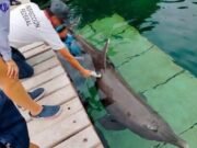 Nueve delfines de Ventura Park podrían ser sometidos a eutanasia; crece preocupación por su estado de salud
