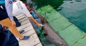 Nueve delfines de Ventura Park podrían ser sometidos a eutanasia; crece preocupación por su estado de salud