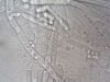 Salud confirma 33 casos de ciclosporiasis en México; descartan evidencia de que el brote en EE.UU. se originara en el país