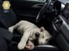 Detienen a hombre que llevaba un tigre de Bengala en su camioneta mientras hacía compras