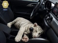Detienen a hombre que llevaba un tigre de Bengala en su camioneta mientras hacía compras
