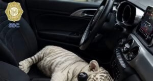 Detienen a hombre que llevaba un tigre de Bengala en su camioneta mientras hacía compras