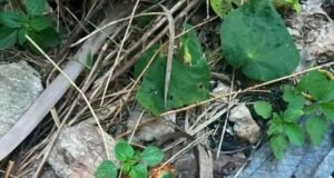 Alerta en Tecoh: reportan posible envenenamiento de perros, gatos y fauna silvestre
