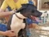 Alertan en Mérida por personas que presuntamente usan el nombre de Evolución Animal para entrar a viviendas