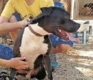 Alertan en Mérida por personas que presuntamente usan el nombre de Evolución Animal para entrar a viviendas