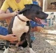 Alertan en Mérida por personas que presuntamente usan el nombre de Evolución Animal para entrar a viviendas