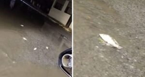 Tras fuerte lluvia, peces aparecen en calles de Hualahuises y sorprenden a vecinos