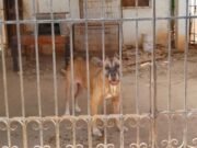 Buscan rescatar a dos perros que presuntamente viven en malas condiciones en Águilas de Chuburná