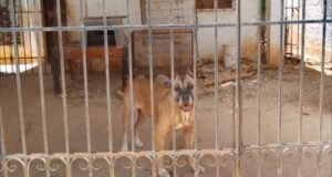 Buscan rescatar a dos perros que presuntamente viven en malas condiciones en Águilas de Chuburná