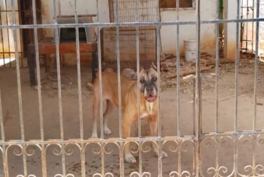 Buscan rescatar a dos perros que presuntamente viven en malas condiciones en Águilas de Chuburná