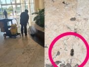 Otra vez en Isla Mérida: denuncian a dueños de perrito por dejar sus heces en la plaza