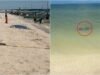 Misteriosa muerte en Celestún: encuentran a “Bolas” sin vida a la orilla del mar