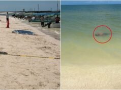 Misteriosa muerte en Celestún: encuentran a “Bolas” sin vida a la orilla del mar