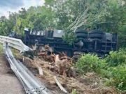 Accidente en la Valladolid-Cancún: torton termina fuera de la vía y su conductor acaba en el hospital